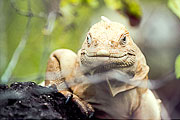 Picture 'Eq1_28_27 Barrington Land Iguana, Iguana, Santa Fe Land Iguana, Galapagos, Santa Fe'